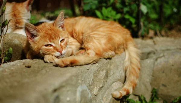 Divertido Pequeño Gato Caminando Aire Libre Cerca Casa —  Fotos de Stock