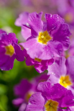 Küçük narin çiçekleri güneşli bir bahar gününde açar.