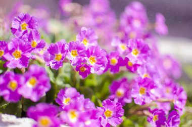 Küçük narin çiçekleri güneşli bir bahar gününde açar.