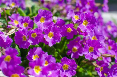 Küçük narin çiçekleri güneşli bir bahar gününde açar.