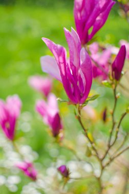 Muhteşem manolya çiçekleri bahar dekorasyonu için açık havada çiçek açar.