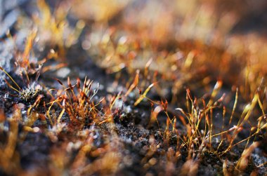 Açık havada yetişen yosunlara çok yakın arka planda resim yapabilirsiniz.