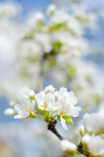 白花梨花是很好的花蜜 在阳光明媚的春日也是梨树的收获季节 — 图库照片