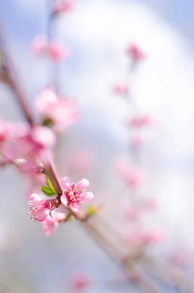 Delicati Fiori Pesca Rosa Una Giornata Sole Buon Raccolto — Foto Stock