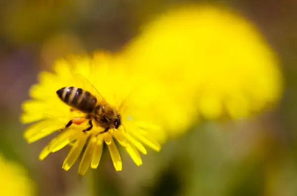 Een Klein Bijeninsect Verzamelt Lente Buiten Nectar Voor Honing Van — Stockfoto