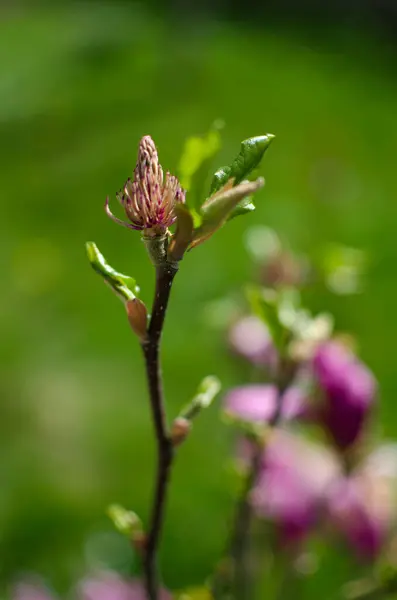 Entzückende Große Magnolienblüten Blühen Freien Als Frühlingsdekoration — Stockfoto