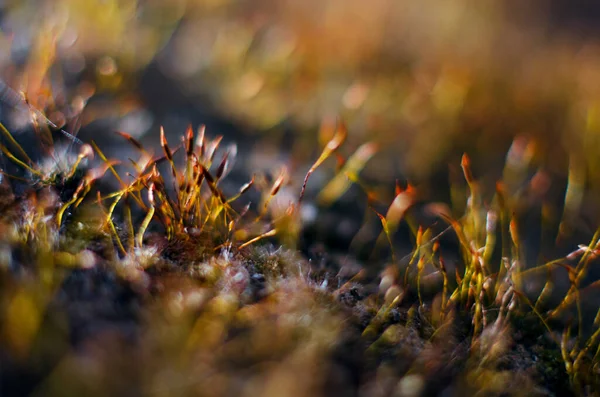 Very Close Moss Growing Outdoors You Can Paint Background — Stock Photo, Image