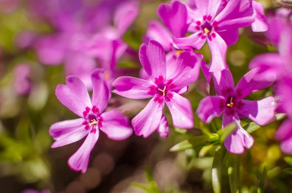 Kis Phlox Virágok Tavaszi Kert Dekoráció Egy Napsütéses Napon — Stock Fotó