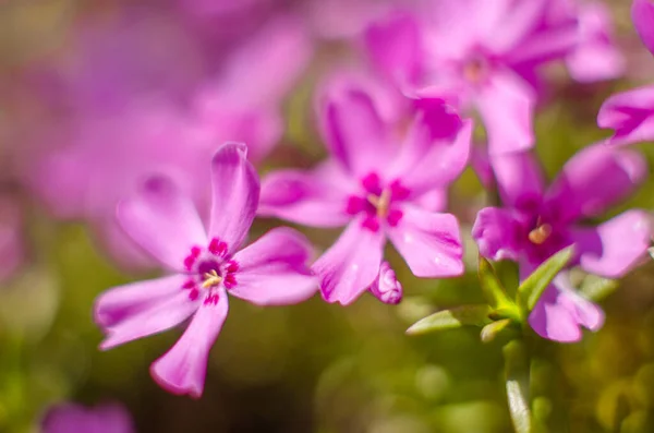 Kis Phlox Virágok Tavaszi Kert Dekoráció Egy Napsütéses Napon — Stock Fotó