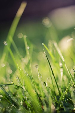 Çimlerin üzerine küçük çiy damlaları ve duvar kağıtları için arka planda güzel bir bokeh.