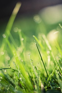 Çimlerin üzerine küçük çiy damlaları ve duvar kağıtları için arka planda güzel bir bokeh.