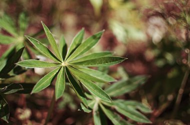 Açık bir arka bahçede yeşil yapraklar büyüten soyutlama