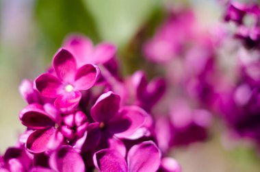 Açık havada açan leylak dalları güzel bir buket çiçek için mayıs ayında açar.