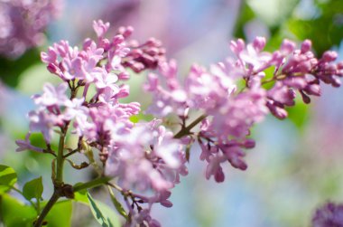 Açık havada açan leylak dalları güzel bir buket çiçek için mayıs ayında açar.