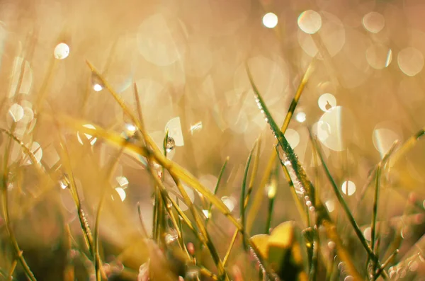 Pequeñas Gotas Rocío Hierba Hermoso Bokeh Fondo Para Fondos Pantalla — Foto de Stock