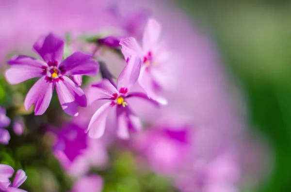 Kis Phlox Virágok Tavaszi Kert Dekoráció Egy Napsütéses Napon — Stock Fotó