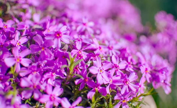 在阳光灿烂的日子里 春花园装饰用的小花 — 图库照片