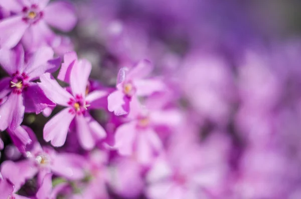 Small Phlox Flowers Spring Garden Decoration Sunny Day — Stock Photo, Image