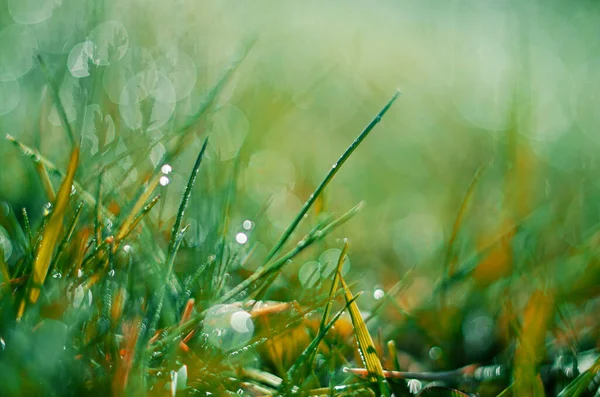 Sofá Hierba Hierba Verde Crece Aire Libre Con Rocío Fondo — Foto de Stock