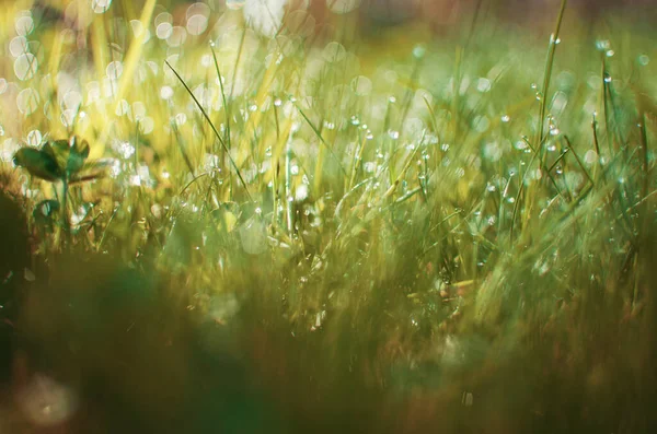 Pequeñas Gotas Rocío Hierba Hermoso Bokeh Fondo Para Fondos Pantalla — Foto de Stock