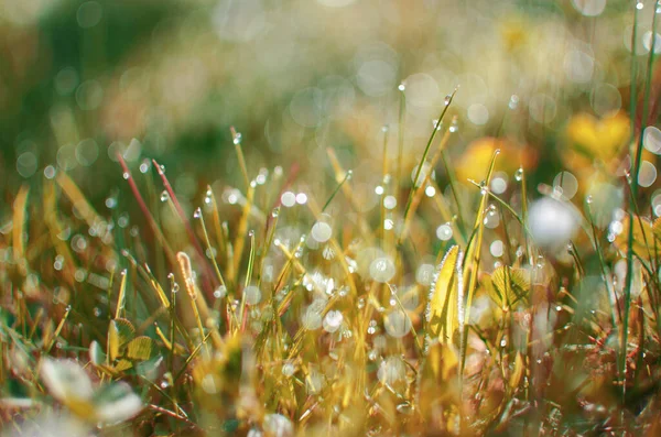 Små Droppar Dagg Gräset Och Vacker Bokeh Bakgrund För Tapeter — Stockfoto