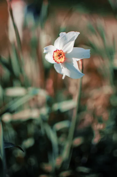 Prachtige Narcis Bloemen Bloeien Lente Buiten Voor Boeket Achtergrond — Stockfoto