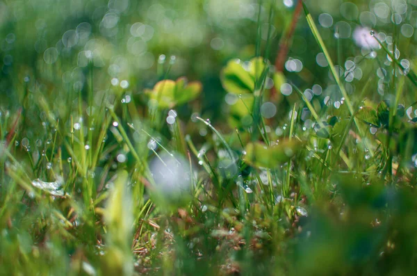 Pequeñas Gotas Rocío Hierba Hermoso Bokeh Fondo Para Fondos Pantalla — Foto de Stock