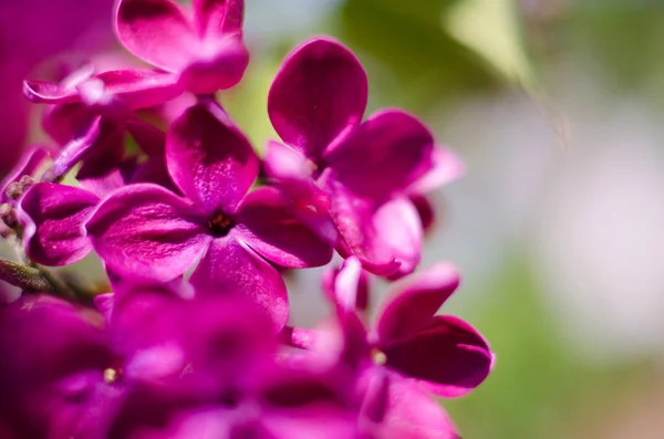 Blooming Branch Lilac Open Air Blooms May Beautiful Bouquet Flowers — Stock Photo, Image