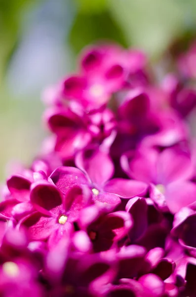 Blühender Fliederzweig Freien Blüht Mai Für Einen Schönen Blumenstrauß — Stockfoto