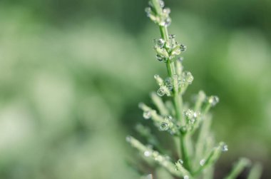 Yeşil at kuyruğu sabah çiğ taneleriyle ve arka planda yetişir.