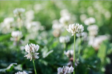Otlar, yoncalar ormanda ya da tarlada yetişiyor. Temiz hava harika bir arka plan.