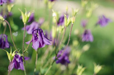 Baharda, çiçek desenleri ve çiçek desenleri için açık havada güzel su çiçekleri açar.