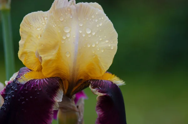 Íris São Flores Maravilhosas Para Decorar Quintal Perto Gazebo Jardim — Fotografia de Stock