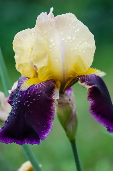 Íris São Flores Maravilhosas Para Decorar Quintal Perto Gazebo Jardim — Fotografia de Stock