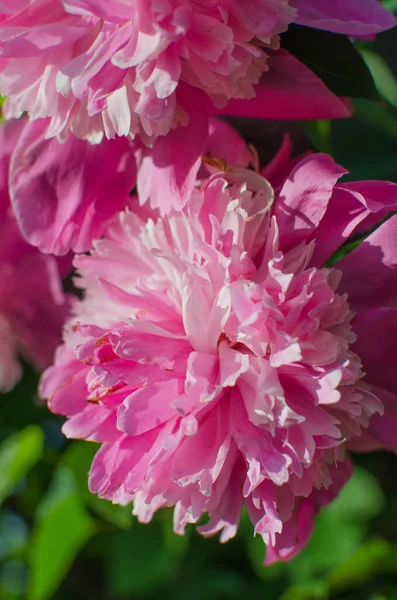 Роскошный Пионский Цветок Красивым Ароматом Украсить Клумбу Вырезать Букет Обои — стоковое фото