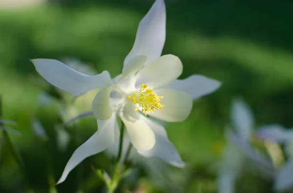 Belles Fleurs Aquilegia Fleurissent Extérieur Printemps Pour Les Bouquets Les — Photo