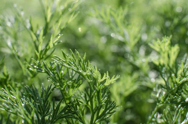 Färskt Saftigt Grönt Gräs För Sommaren Bakgrund — Stockfoto