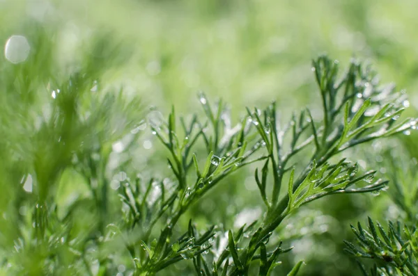 Fresh Juicy Green Grass Summer Background — Stock Photo, Image