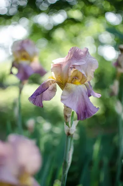 Irissen Zijn Prachtige Bloemen Tuin Versieren Buurt Van Het Prieel — Stockfoto