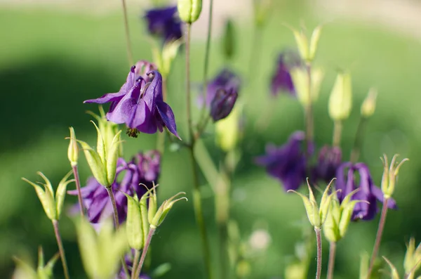 Gyönyörű Aquilegia Virágok Virágzik Szabadban Tavasszal Csokrok Virágágyás Dekoráció — Stock Fotó