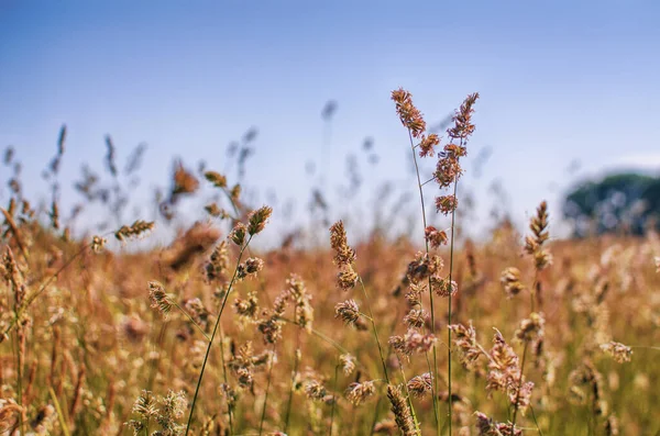 Grama Verde Suculenta Fresca Para Fundo Verão — Fotografia de Stock