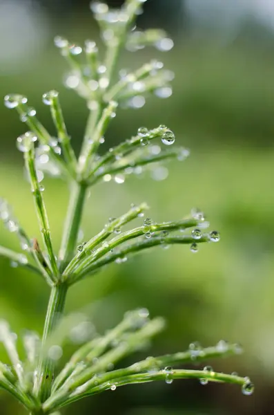 Green horsetail outdoors grows in the morning with dew and on a bokeh background — Stock Image Green Horsetail Outdoors Grows Morning Dew Bokeh Background Royalty Free Stock Images