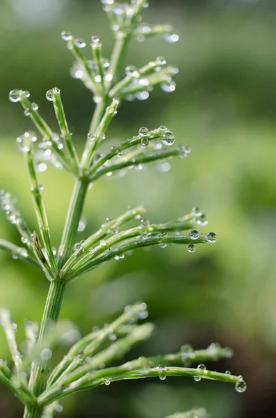Green horsetail outdoors grows in the morning with dew and on a bokeh background — Stock Image Green Horsetail Outdoors Grows Morning Dew Bokeh Background Royalty Free Stock Photos