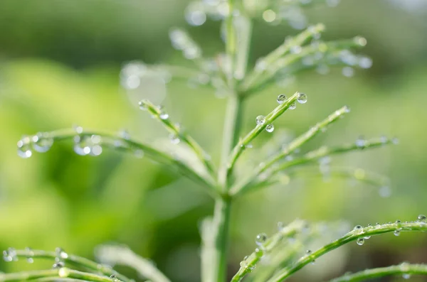 Green horsetail outdoors grows in the morning with dew and on a bokeh background — Stock Image Green Horsetail Outdoors Grows Morning Dew Bokeh Background Stock Photo