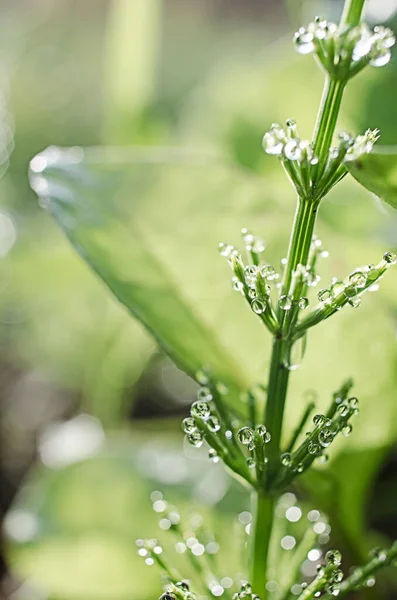 Green horsetail outdoors grows in the morning with dew and on a bokeh background — Stock Image Green Horsetail Outdoors Grows Morning Dew Bokeh Background Stock Picture