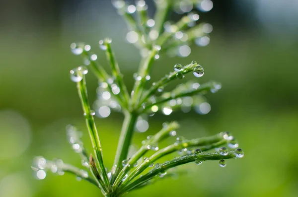 Green horsetail outdoors grows in the morning with dew and on a bokeh background — Stock Image Green Horsetail Outdoors Grows Morning Dew Bokeh Background Stock Image