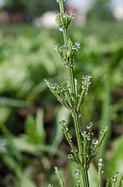 Green horsetail outdoors grows in the morning with dew and on a bokeh background — Stock Image Green Horsetail Outdoors Grows Morning Dew Bokeh Background Royalty Free Stock Photos