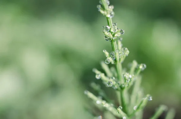 Green horsetail outdoors grows in the morning with dew and on a bokeh background — Stock Image Green Horsetail Outdoors Grows Morning Dew Bokeh Background Stock Photo