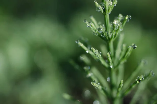 Green horsetail outdoors grows in the morning with dew and on a bokeh background — Stock Image Green Horsetail Outdoors Grows Morning Dew Bokeh Background Stock Picture