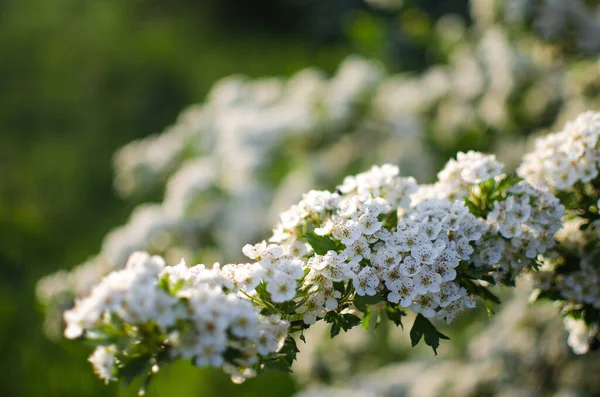 Piękny Delikatny Kwiat Wiśni Ciepłej Wiosennej Pogodzie Tle Piękny Wlew — Zdjęcie stockowe